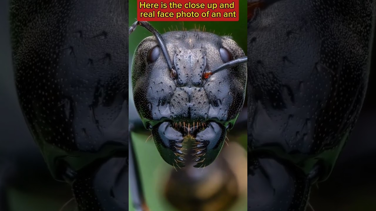 Here is the close up and real face photo of an ant. 