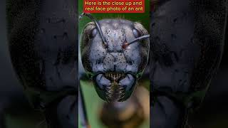 Here is the close up and real face photo of an ant. #RealFace #Ant #Horror