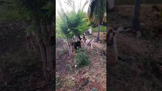 Goat life ytshorts shorts trending  viral village villagelifestyle goatlovers