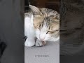 Why Do Cats Hiss? 🐱💨 #shorts