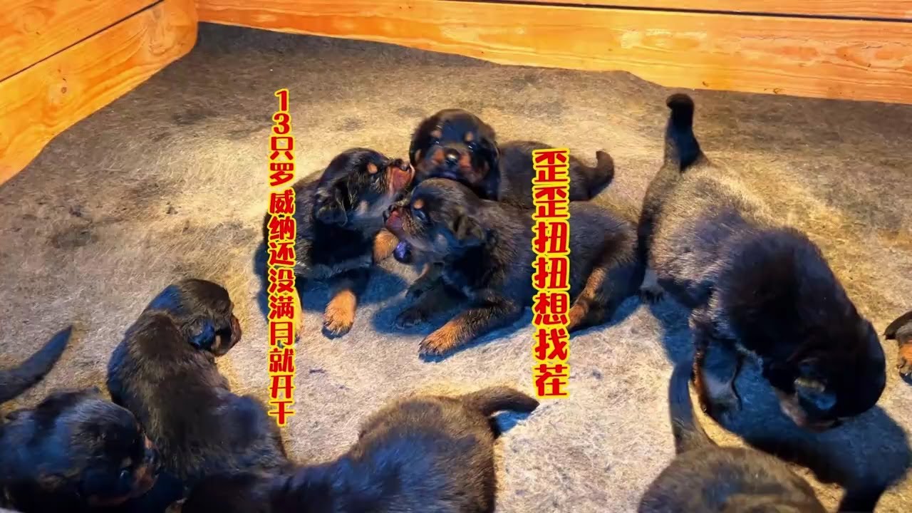 13只罗威纳还没满月就开干，歪歪扭扭想找茬，胆大包天吼主人