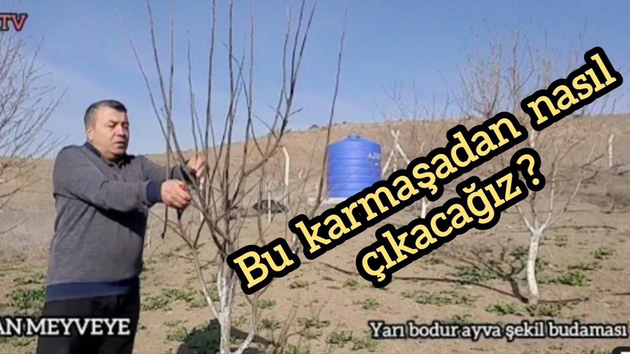 Ayva budama ayva meyve gözleri goble sistemi detaylı anlatım BAHÇEM TV