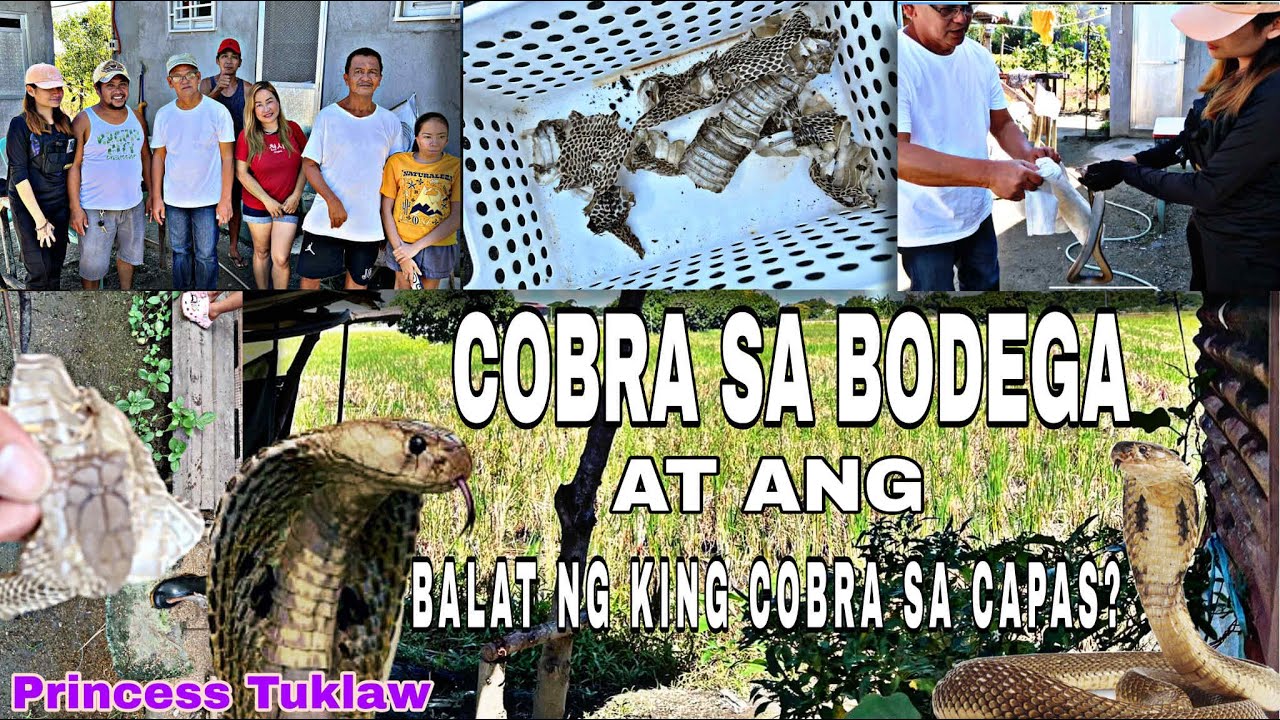 COBRA SA BODEGA NG VICTORIA TARLAC BRGY CRUZ AT ANG BALAT NG KING COBRA SA CAPAS TARLAC