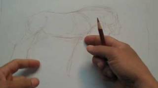 Draw the Wildebeest Part 1 of 3