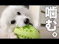 新しい犬用知育おもちゃを買ってみた！【強く噛んでも壊れにくい!?】