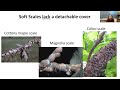 Increasing biological control of soft-scale insects by excluding ants from trees. Tree Fund Webinar