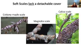 Increasing biological control of soft-scale insects by excluding ants from trees. Tree Fund Webinar screenshot 3