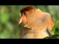 Nature's Oddest Looking Animals | Top 5 | BBC Earth