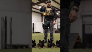 German shepherd k9 puppies in advanced stage training #k9 #germanshepherd #puppy #dog #fyp #viral