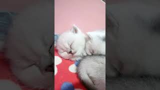 小猫喵好可爱 #shorts #9899 #shorts