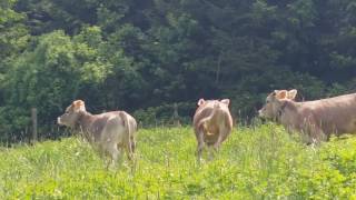 Nette Schumpen Aus Bayern