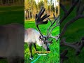 Meet The Cool FINNISH REINDEER Mara Taiga