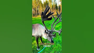 Meet The Cool FINNISH REINDEER Mara Taiga 