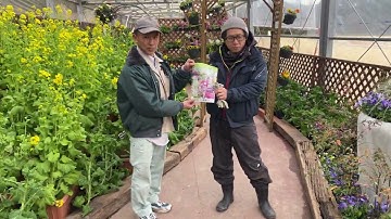 早春の草花展2025・予告（2025年2月6日）