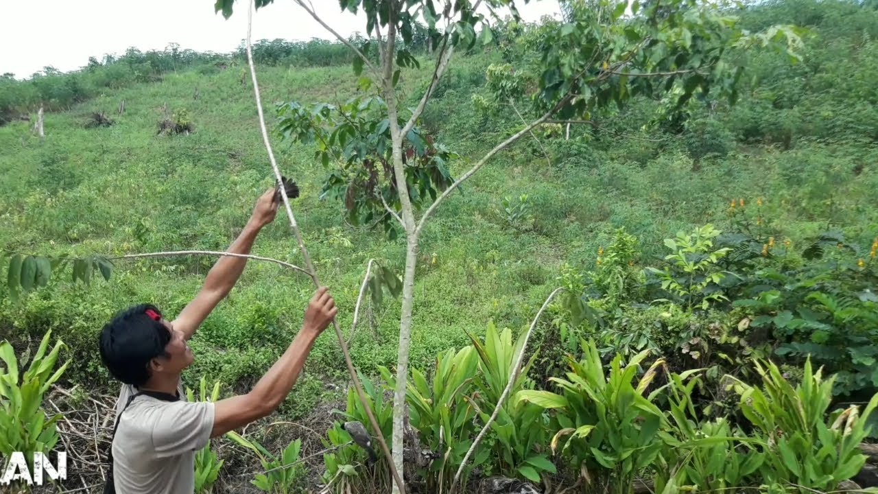 Jebak burung kutilang pikat gacor 