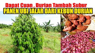 PASTI UNTUNG‼️Panen Ubi Jalar Dari Kebun  Durian Tanpa Di Rawat Hasil Melimpah by INFO RAGAM PERTANIAN 879 views 3 weeks ago 8 minutes, 13 seconds