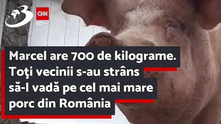 Marcel are 700 de kilograme. Toi vecinii s-au strn...