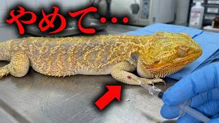 嫌な予感がしたので病院に連れて行ったら予想外の結果に…