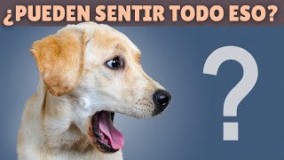 10 cosas asombrosas que los perros PUEDEN SENTIR