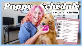 My Daily Puppy Schedule for 46 Month Old Puppies  My Work From Home Puppy Schedule