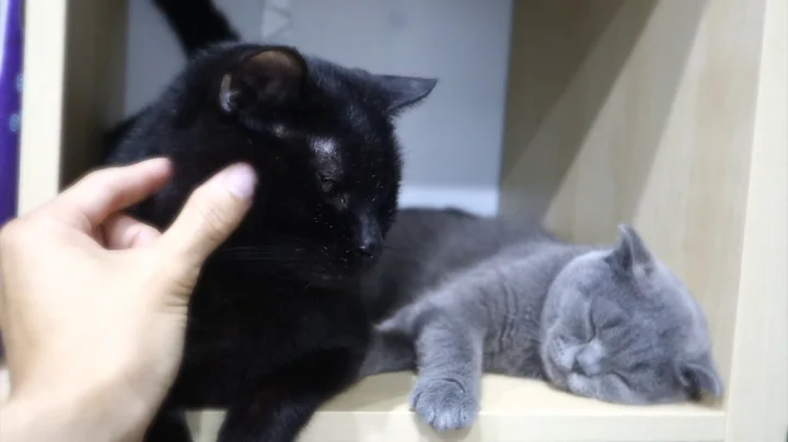 Video 791831: american shorthair black, scottish fold