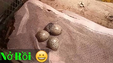 Nhặt Được Trứng Chim Cút Rừng Mang Về Ấp Và Kết Quả