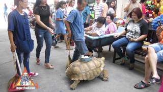Giant Turtle 100+ Years Old - Walks A Thai Market