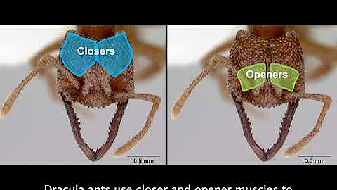 The Fastest Animal in the World?