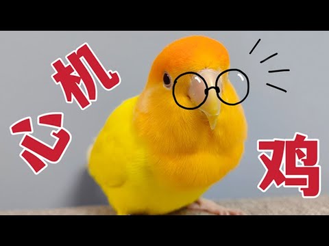 这鹦鹉比我都聪明！我居然被它欺骗了整整2年！【Sun苏暖】 - YouTube