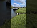 Cow takes a dip in the River Thames
