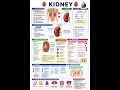 تشريح الكليتين.. #anatomy of the kidneys
