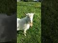 Goat 2 #shorts #goat #travel