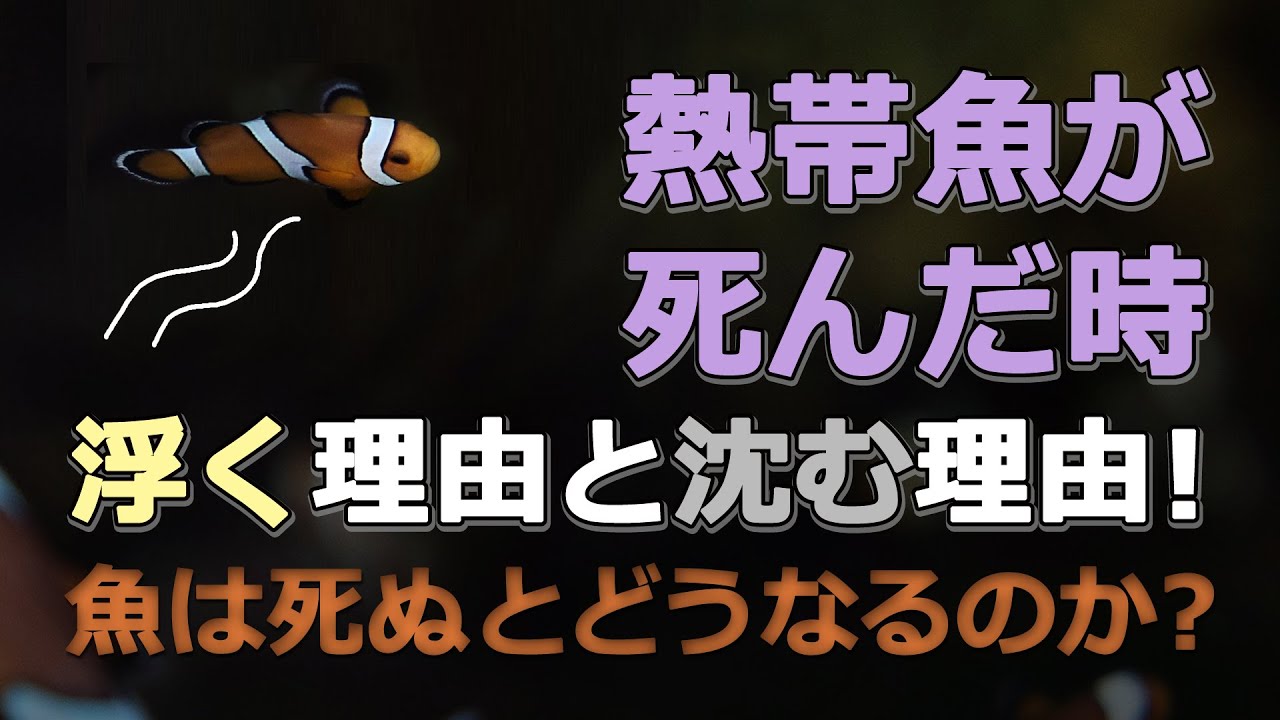 熱帯魚が死んだ時に浮く理由と沈む理由 魚が死ぬとどうなるのかを解説 Youtube