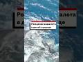 Редкие кадры появления на свет новорожденного кашалота