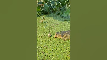 Big fish trap method 4 #fishing