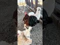 Every flock should have a rooster🐓#rooster
