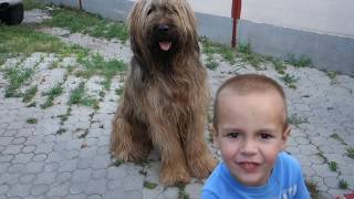Добрый и большой бриар Динар. Good and big briar Dinar. Добрый и большой бриар Динар. Good and big briar Dinar.