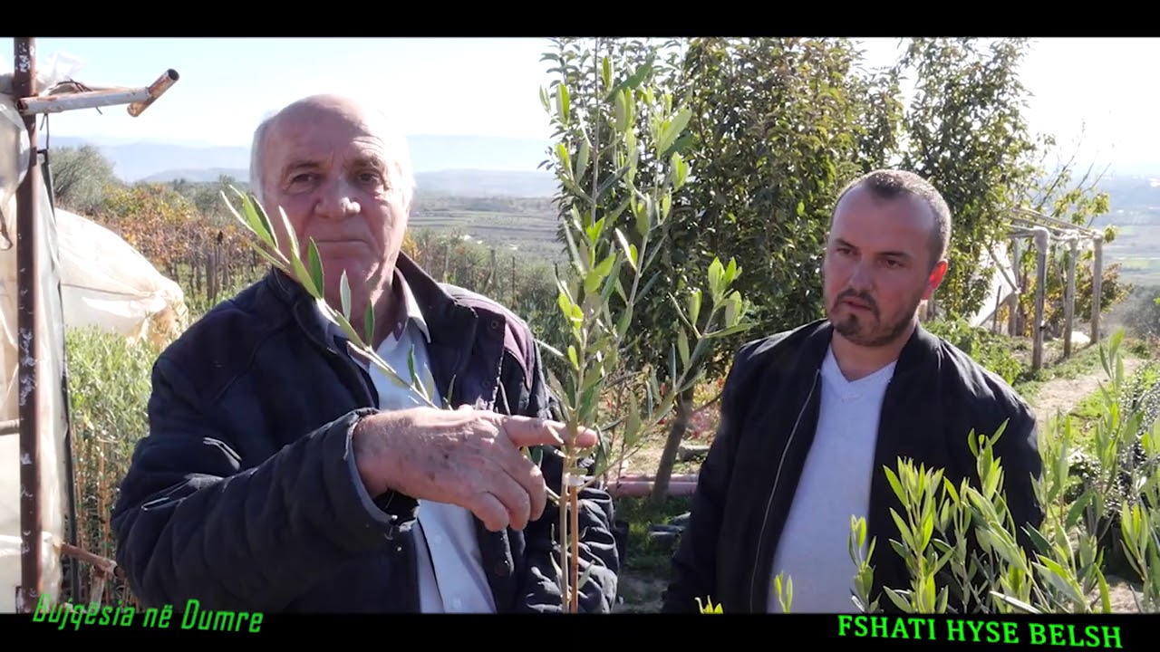 BELSH - TV   Bujqësia në Dumre,NE FERMEN E Z. ISLAM HYSES