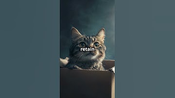 Why Do Cats Love Boxes  📦🐱