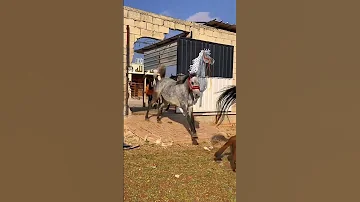 مين بتتوقعوا هيبتو اكتر بحار ولا رعد خيل فهد نواف 