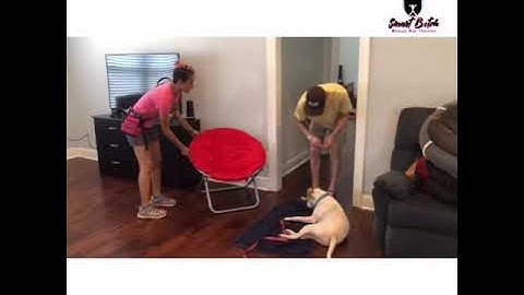 Sound & Movement Desensitization & Counter-Conditioning