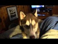 Husky Talking Husky Talking