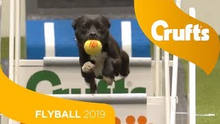 Flyball  Team SemiFinals  Part 1 | Crufts 2019