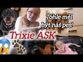 Trixie byla týraná a my ji zachránili. Trixie ASK. Jaký měl být náš pes než jsme si našli ji atd😱