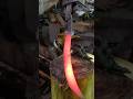 Mempertajam kembali pedang yang di warisi kakek #blacksmith #handmade #culture #heritage #homemade