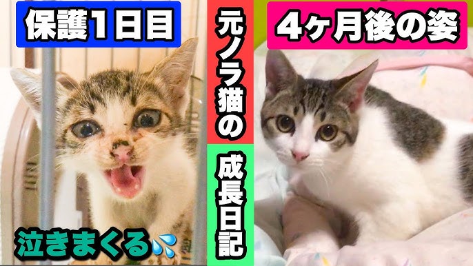 都内一人暮らし男が子猫を拾った あいさつは猫パンチ 編 Youtube 都内一人暮らし男が子猫を拾った あいさつは猫パンチ 編 Youtube