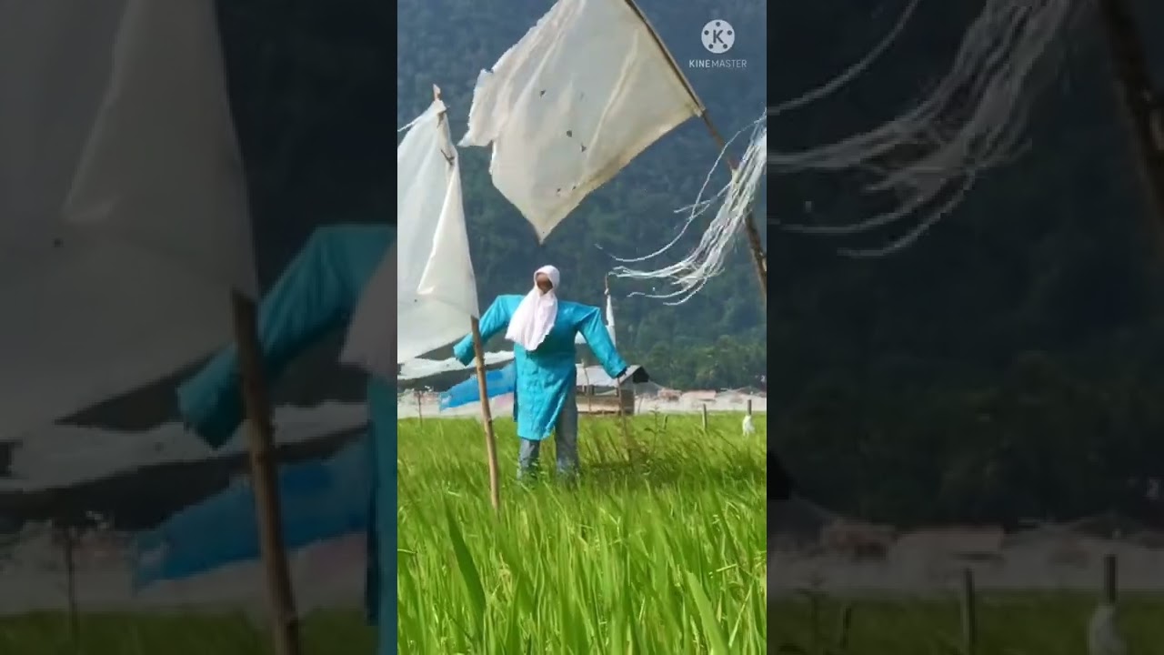 Bird Scarers. Scarecrow Wears Hijab