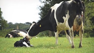 Automatic Milking Cow Robot Silage Feeding Smart Cowshed Hay Bales Farming New Technology #Farming