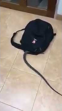 Sumpah.. ngeriii ular masuk dalam tas !!!!