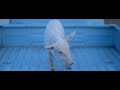7 CERVELLI - SO BELLO BULO E BALLO BENE (Cut Version)